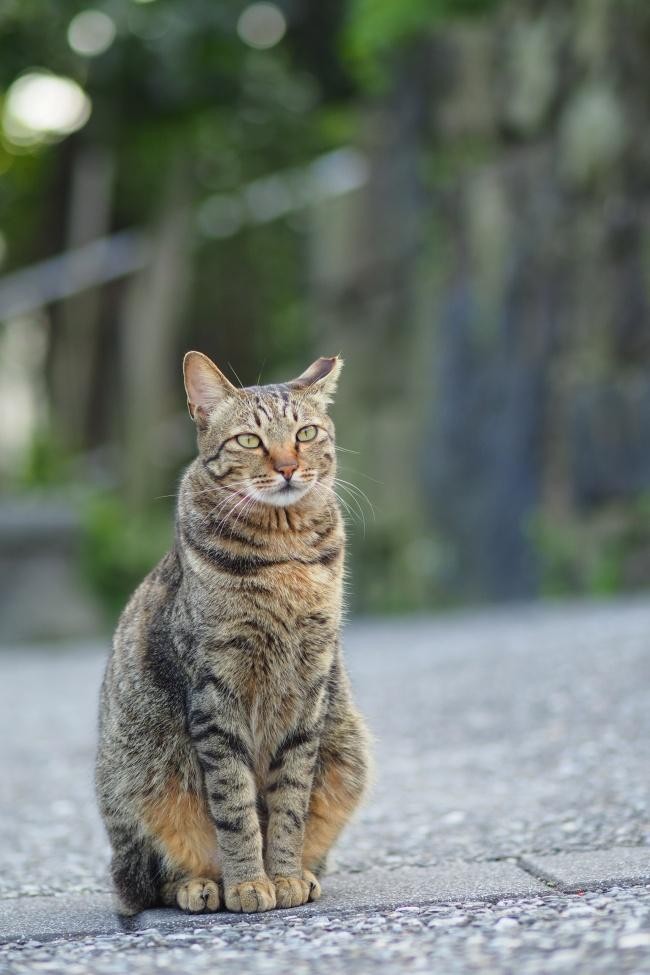 过来人告诉你养美短猫和狸花猫区别很大