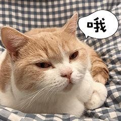 铲屎官和猫咪相处久了也会互相嫌弃吗