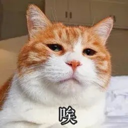 铲屎官和猫咪相处久了也会互相嫌弃吗