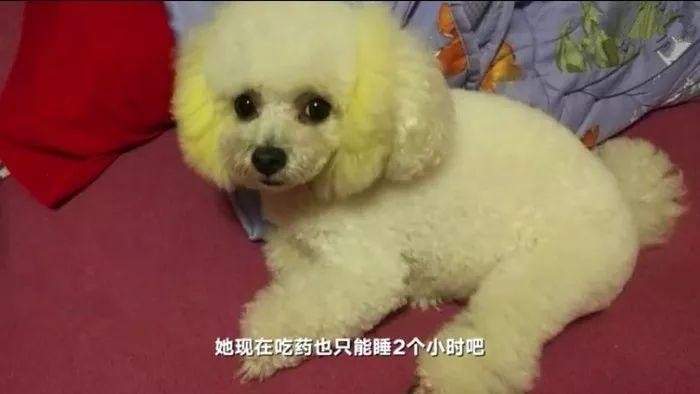 老人爱犬被误当流浪犬抱走报警后得知：不栓绳就是流浪狗！