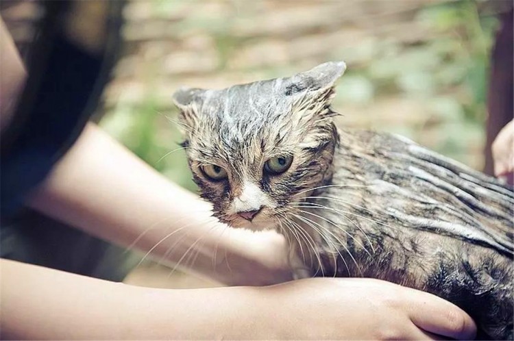 铲屎官养猫需注意十点猫咪最讨厌这些事情疏忽会惹恼猫咪！