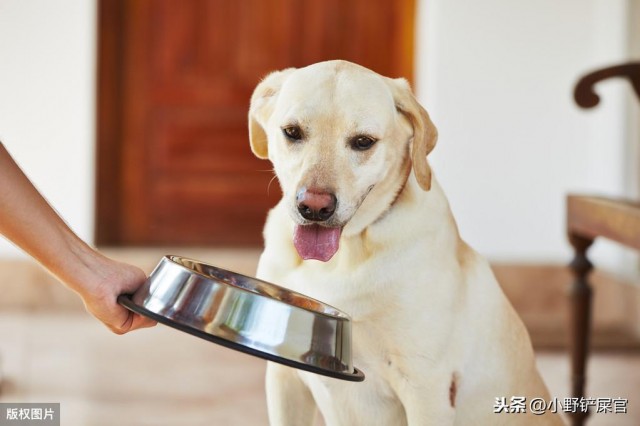 自制狗粮：给狗狗换换口味天然狗粮再天然也不如铲屎官做的好