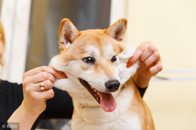 最贵的7种狗狗藏獒也上榜！