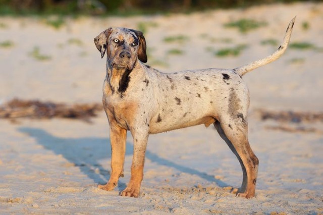 有豹纹还能有异色瞳这种名叫卡塔胡拉豹犬的狗狗你喜欢吗