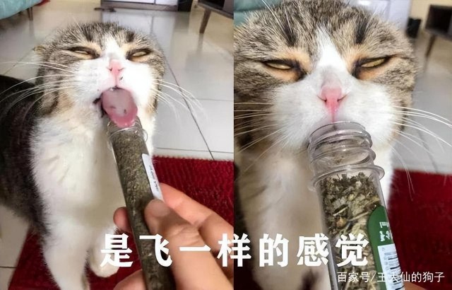 猫吃猫薄荷会上瘾吗有害吗养猫家庭必看